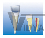 The dissection model of maxillary incisor (2 parts)